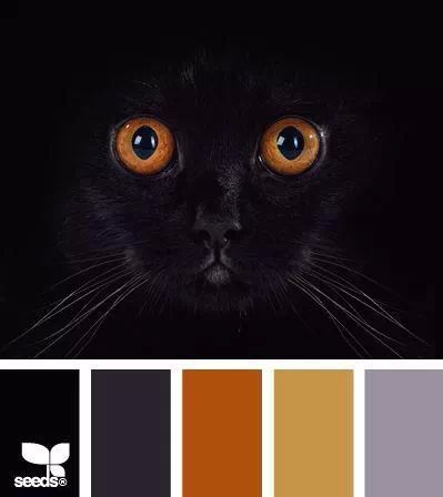 Halloween Black Cat Color Palette Halloween Color Palette, Seeds Color, Design Seeds, Halloween Coloring, Colour Schemes, Color Pallets, Color Swatches, Color Theory, Color Themes