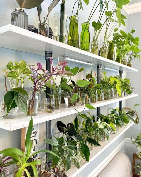 16 Indoor Garden Ideas Anyone Can Do Propagation Wall, Easy Herbs To Grow, Plant Mama, Indoor Greenhouse, Grow Room, Growing Plants Indoors, Indoor Herb Garden, House Plants Decor, Hydroponic Gardening