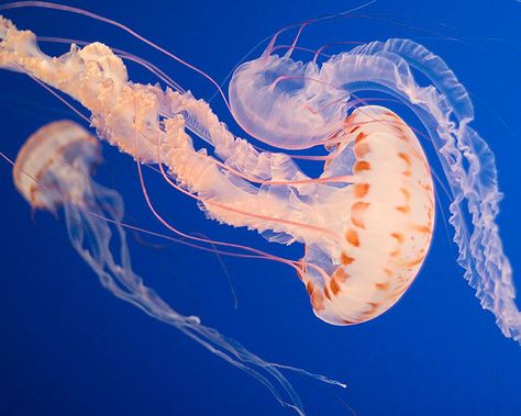 Sea Nettle Jellyfish Sea Nettle Jellyfish, Nettle Jellyfish, Types Of Jellyfish, Jellyfish Species, Jellyfish Tentacles, Jellyfish Facts, Jellyfish Sting, Blue Jellyfish, Driftwood Beach