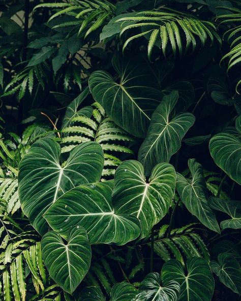 Cloudbusting Kate Bush, Plants Are Friends, Jungle Art, Theme Nature, Plant Aesthetic, Green Space, Tropical Garden, Green Aesthetic, Tropical Leaves