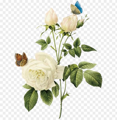 White Rose Png, Blue Flower Png, Illustration Rose, Two Butterflies, Flower Png Images, Rosé Png, Flower White, Clear Background, Affinity Designer