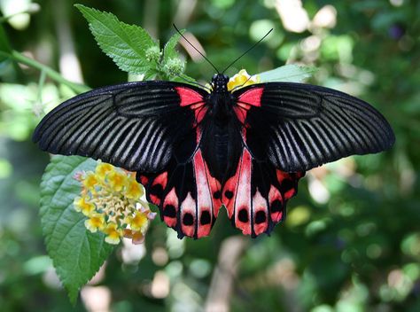 Scarlett Mormon Butterfly Scarlet Mormon Butterfly, Mormon Butterfly, Cool Insects, Butterfly Painting, Get A Tattoo, Butterfly Wings, Butterfly Tattoo, Beautiful Butterflies, Room Inspo