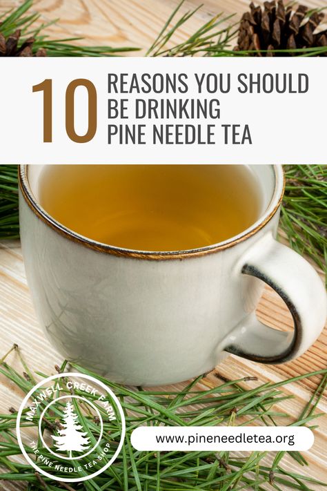 Pine Needle Benefits, White Pine Needle Tea Benefits, Pine Needle Tea Benefits, Pine Benefits, Memory Hacks, Antioxidant Tea, Healthier Drinks, Pine Tea, Tea Blending