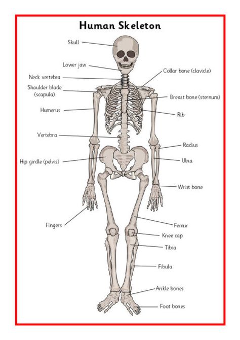 Human Skeleton Posters (SB5146) - SparkleBox Body Activities Preschool, Human Skeleton For Kids, Human Skeleton Labeled, Human Skeleton Parts, Skeleton Labeled, Skeleton For Kids, July Worksheets, Human Body Homeschool, Fun Anatomy