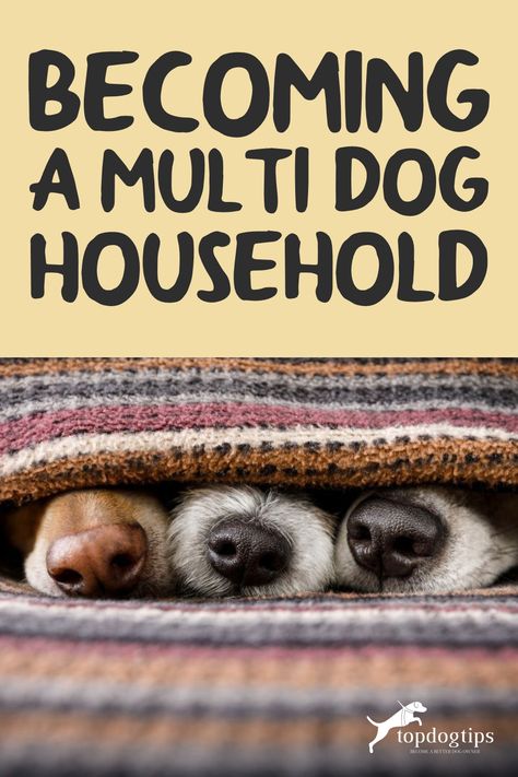 At least two or three out of five people take care of multiple dogs. This concept is called a multi-dog household, and it isn't easy. Multi Dog Household Tips, Feeding Multiple Dogs, Multi Pet Household, Dog Mom Must Haves, Getting A Second Dog, Multi Dog Household, Multiple Dogs Household, 3 Dogs Together, 2 Dogs Together