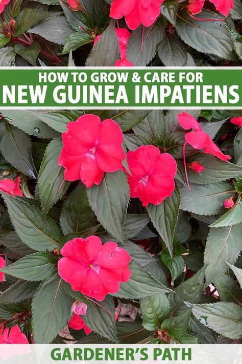 Sun Impatiens Flowers, New Guinea Impatiens Planters, Impatients Flowers, Double Impatiens, Impatiens Flowers, New Guinea Impatiens, Benefits Of Vegetables, Impatiens Plant, Hidden Lake