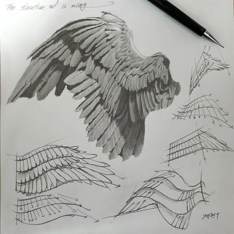 How To Draw Feathers On Wings, Angel Anatomy Wings, Wings How To Draw, Wings Anatomy Drawing, Bird Wing Drawing Reference, Feather Wings Drawing, Wings Angel Drawing, How To Draw Bird Wings, How To Paint Wings