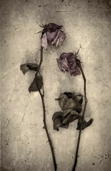 Plants Graphic, Decay Art, Wilted Rose, Dead Flowers, Diy Tattoo, Rose Leaves, Crafts Kids, Valentine Day Crafts, Natural Forms