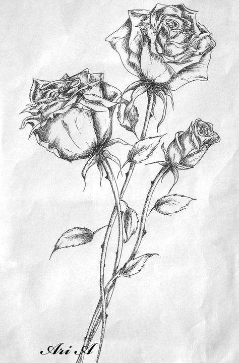 Roses by x-thesmallprint-x on DeviantArt Beautiful Rose Drawing, Rose Drawings, Rose Drawing Simple, Rose Drawing Tattoo, Pencil Drawings Of Flowers, Three Roses, Rose Sketch, Beautiful Flower Drawings, Rose Drawing