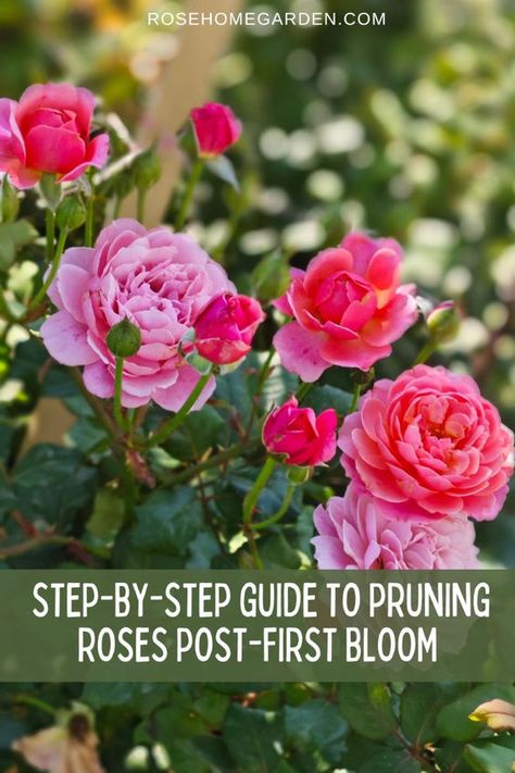 Learn the best techniques for pruning your roses after the first bloom to encourage new growth and abundant blooms. 🌿🌸 #RoseGardening #Pruning101 #BloomingRoses Roses Garden Care, Prune Roses, Rose Garden Landscape, Rose Plant Care, Pruning Roses, Best Roses, Roses Book, Rose Bushes, Rose Plant