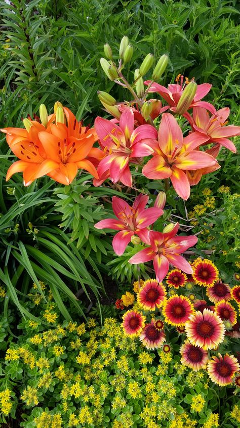 Lilies In Garden, Lily Flower Bed, Lily Garden Ideas, Lily Garden Ideas Flower Beds, Day Lilies Landscaping, Lilly Garden Ideas, Asiatic Lilies Landscaping, Asiatic Lily Landscaping Gardens, Mexican Lily Plant