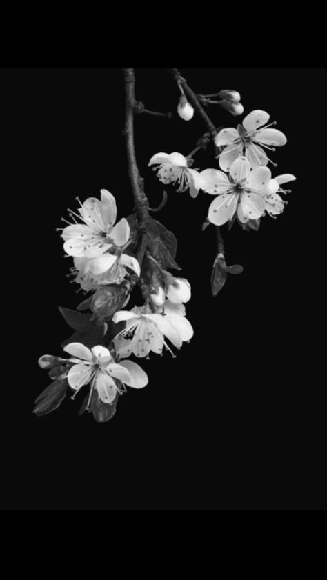 Cherry blossoms Flowers Black And White, Flowers Black, Trendy Flowers, Dark Night, Cherry Blossoms, White Photography, Black And White Photography, In The Dark, Cherry