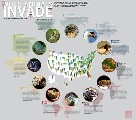 Invasive Species - one of a set of pretty cool science-related infographics. DONE Asian Tigers, Science Festival, Keystone Species, Summer Science, Nature Education, Emergency Response Team, Biology Labs, Mute Swan, Ap Biology