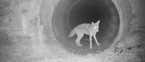 Have you seen this adorable video of a coyote and badger playing together? It's a very rare to see this type of behaviour. Here's why. Coyote Hunting, Ground Squirrel, Wild Adventures, Business Insider, Australian Shepherd, 귀여운 동물, Animals Friends, Border Collie, Animal Gifs