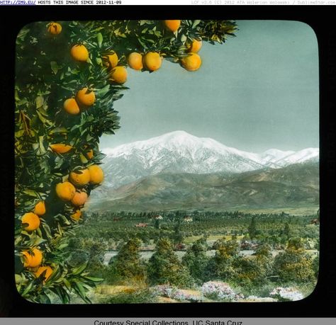 Upland California, Orange Groves, Redlands California, San Bernardino California, Fruit Crate Label, Orange Grove, San Bernardino County, Fruit Crate, Inland Empire