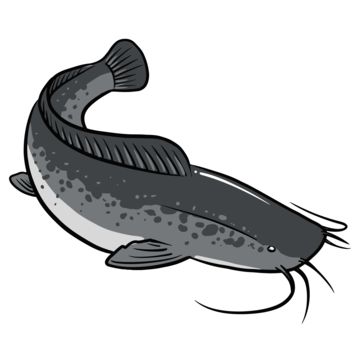 Catfish Cartoon, Catfish Images, Black Catfish, Red Tail Catfish, Catfish Fish, Catfish Farming, Illustration Fish, Ikan Lele, Bow Stand