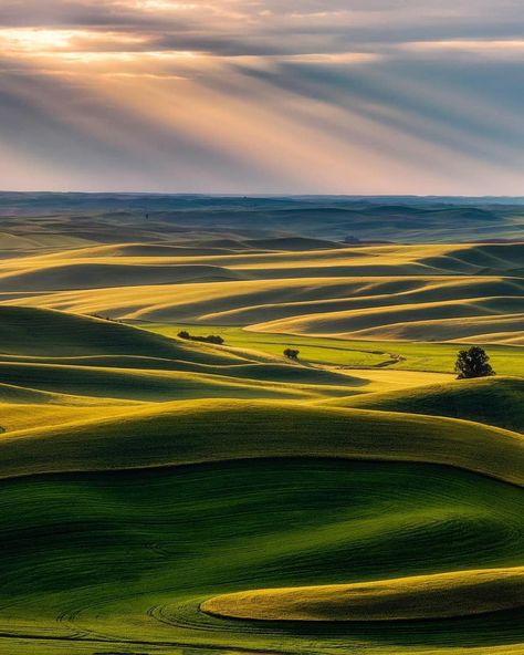 Lush shades of green 💚 Palouse, Washington. Photo by @gettyphotography #nature Palouse Washington, Explore Dream Discover, Walking In Nature, Best Vacations, Places Around The World, Nature Travel, Wonderful Places, Travel Around The World, Nature Photos