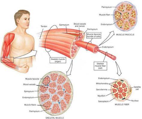 NEW DISCOVERY : Muscle Cell Secret Skeletal Muscle Tissue, Endocrine System Hormones, Muscle Cell, Muscular System Anatomy, Muscle Fiber, Basic Anatomy And Physiology, Yoga Anatomy, Exercise Physiology, Muscular System