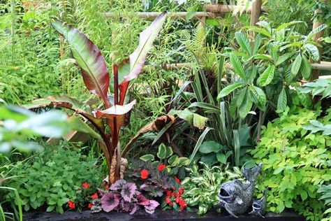 Tropical garden plants for the UK climate Tropical Garden Plants, Garden Ideas Uk, Small Tropical Gardens, Plants Uk, Tropical Garden Design, Jungle Gardens, Plants To Grow, Cottage Garden Plants, Modern Garden Design