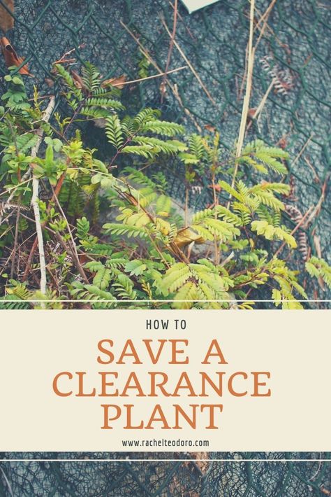 How to Rescue Clearance Plants Plants For Landscaping, Planter Arrangements, Garden Decor Crafts, Garden Help, Plants Garden, How To Save Money, Frugal Living Tips, Living Ideas, Household Tips