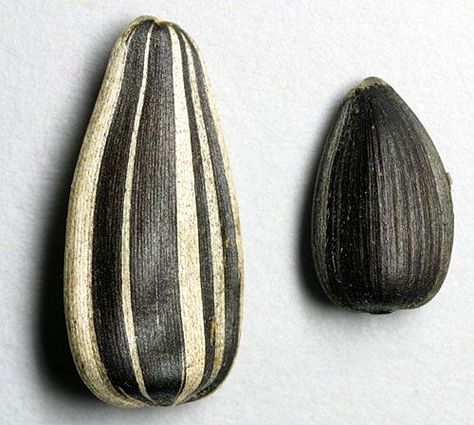 Sunflower Seed Poppy Seed Pods, Giant Vegetable, Girl With Green Eyes, Pixie Hollow, Garden Of Earthly Delights, Black And White Lines, Sunflower Seed, Seed Pods, Tiny Treasures