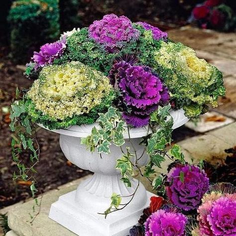 Winter Container Gardening, Fall Yard Decor, Cabbage Seeds, Fall Container Gardens, Ornamental Kale, Ornamental Cabbage, Winter Planter, Fall Containers, Container Garden Design