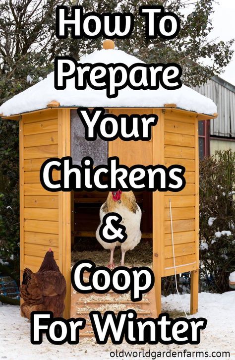 Chicken Coop For Winter, Winter Chickens, Chicken Coop Winter, How To Keep Chickens, Chicken Coop Designs Diy, Chicken Roost, Chicken Boxes, Chickens In The Winter, Cute Chicken Coops