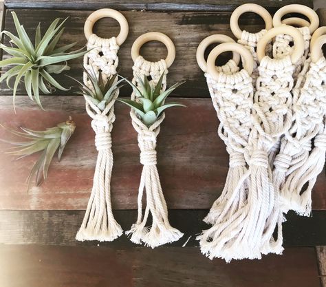 Add a touch of green to your next party or wedding! Air Plant Holder Diy, Macrame Air Plant Holder, Macrame Air Plant Hanger, Plant Holder Diy, Air Plant Hanger, Agriculture Business, Air Plant Display, Hanger Diy, Dream Weaver