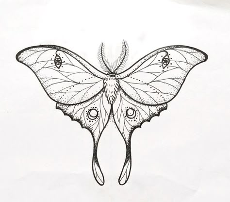 Moth Tattoo No Shading, Luna Moth Drawing Tattoo, Luna Moth Tattoo Stencil, Simplistic Moth Tattoo, Line Work Moth Tattoo, Luna Moth Wings Drawing, Luna Moth Line Art, Luna Moth Tattoo Design Simple, Lunar Moth Tattoo Design Simple