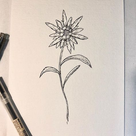 Edelweiss Tattoo Design, Eidlewiss Flower Tattoo, Ofmd Cosplay, Edelweiss Drawing, Edelweiss Flower Tattoo, Edelweiss Tattoo, Small White Tattoos, German Tattoo, Underarm Tattoo