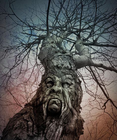 Old Scary Tree With Angry Face in Woods. An old lonely tree has an angry face in , #spon, #lonely, #Woods, #angry, #tree, #Tree #ad Tree With Face, Scary Tree, Wise Tree, Old Man Pictures, Haunted Tree, Spooky Tree, Scary Drawings, Scary Face, Photography Names