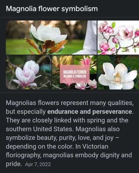 Magnolia Flower Tattoo Meaning, Meaning Of Magnolia Flower, Magnolia Meaning Flower, Magnolia Flower Symbolism, Flowers That Represent Strength, Magnolia Symbolism, Magnolia Meaning, Victorian Flower Language, Flowers Meanings