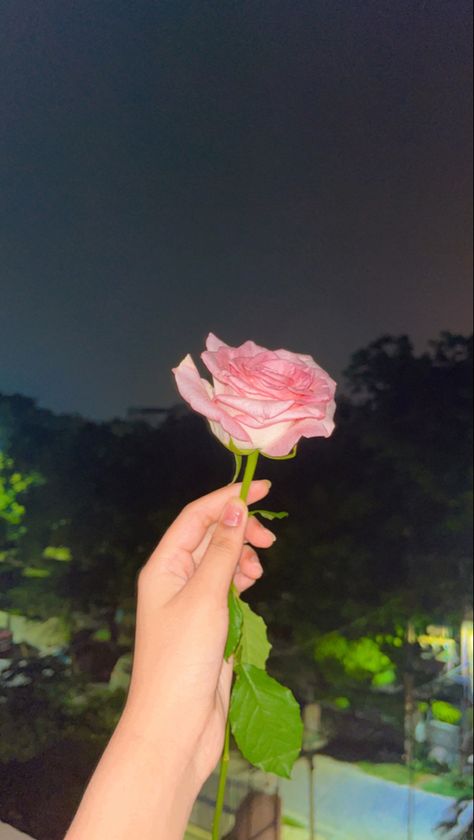 Rose Day Snapchat, Rose Snaps Snapchat, Rose Snap Story, Rose Snapchat, Girly Photography Instagram, Rose Dp, Rosé Snapchat, Dpz For Fb, Rose Snap