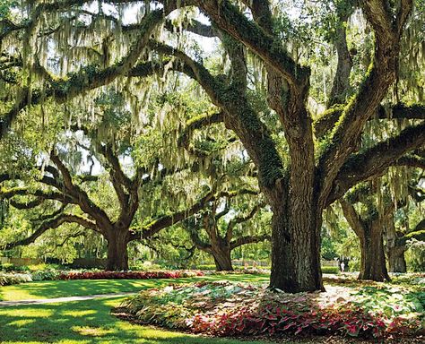 South Carolina Gardens, Brookgreen Gardens South Carolina, South Carolina Landscaping, Florida Gardens, Brookgreen Gardens, Brook Green, Green Gardens, Armchair Travel, Murrells Inlet