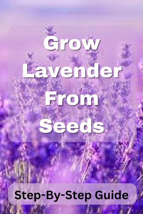 Holding a packet of lavender seeds ready for planting Lavender Seeds How To Grow, How To Grow Lavender From Seed, Growing Lavender From Seed, Grow Lavender, Spanish Lavender, Lavender Petals, Lavender Seeds, Growing Lavender, Calming Essential Oils