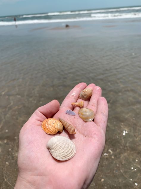 Hand holding seashells Beachy Strand Shell For Vacation, North Carolina Aesthetic Beach, Seashells On The Beach, Summer Aesthetic Seashells, Atlantic Beach Nc, Ocean Isle Beach Nc, Book Mood, Ocean Isle Beach, Atlantic Beach