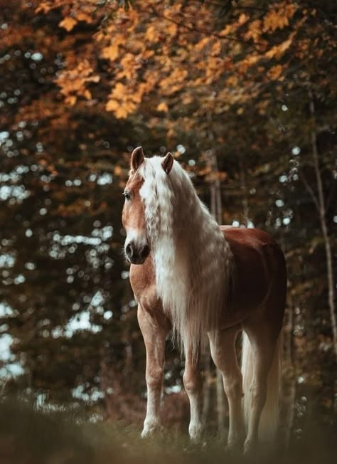 White Horse, Beautiful Horses, Autumn Leaves, Horses