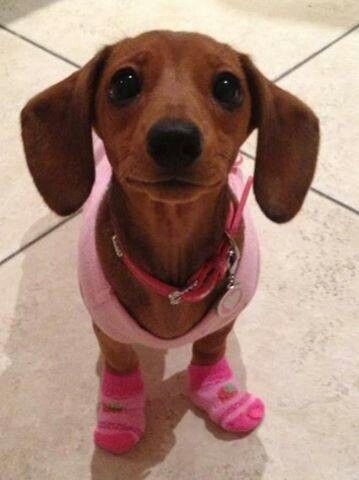 Pink Wiener Dachshund, Socks, Wall, Pink, White