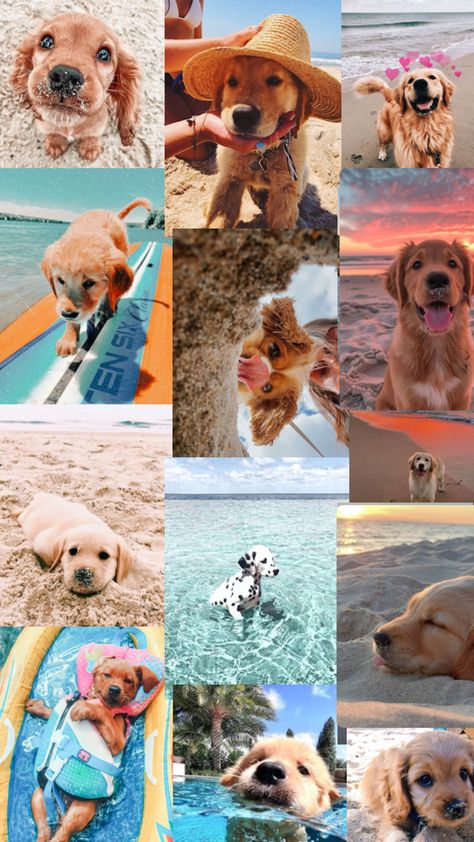 Inkt Cute dog vibes Adorable Backgrounds, Puzzle Wallpaper, Fotos Asthetics, Puppy Puzzle, Cute Iphone Wallpaper Tumblr, Dog Wallpapers, Funny Wife, Cute Puppy Wallpaper, Dogs Images