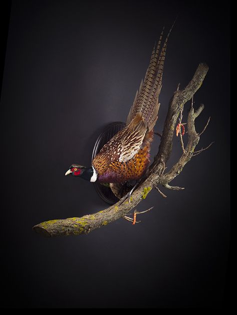 Duck Reference, Pheasant Taxidermy, Pheasant Mounts, Ringneck Pheasant, Feather Ideas, Taxidermy Deer, Bird Taxidermy, Taxidermy Display, Animal Taxidermy