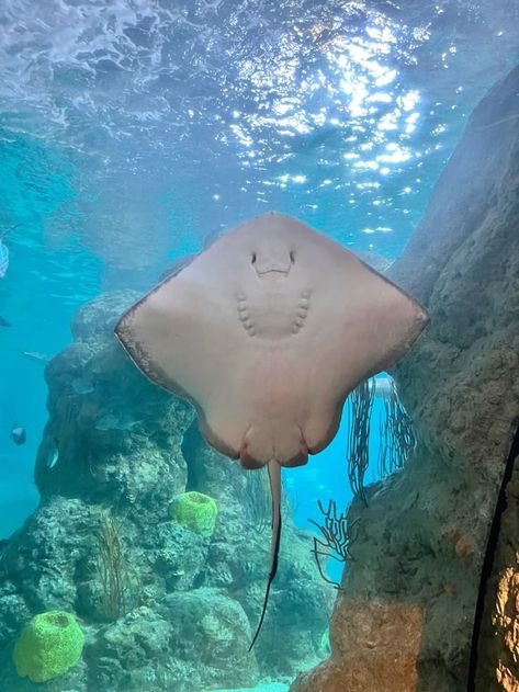 Stingrays Aesthetic, Stingray Smile, Marine Biology Jobs, Southern Stingray, Shark Background, Sting Rays, Manta Rays, Underwater Art, Cute Shark