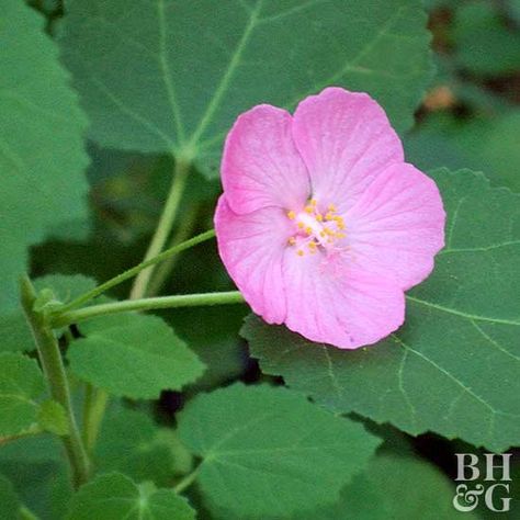 Texas Rock Rose, Texas Perennials, Desert Plants Landscaping, Side Yard Garden, Growing Rosemary, Texas Garden, Tattoo Plant, Practical Garden, Mary Mary Quite Contrary