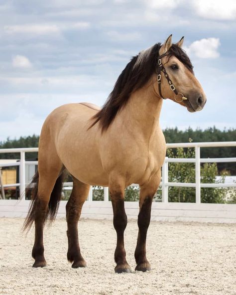 Brown Mustang Horse, Buckskin Roan Horse, Light Bay Horse, Horses Buckskin, Buckskin Horses, Tan Horse, Buckskin Horse, Horse Coat Colors, Spirit Horse