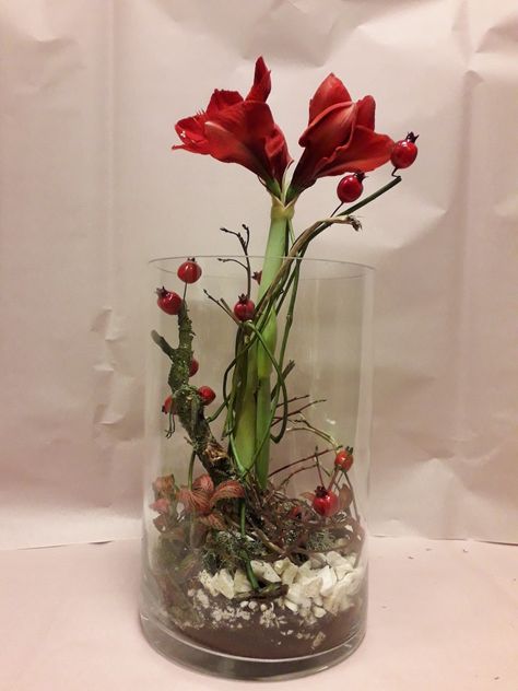 Amaryliss Christmas Arrangement, Amarilis Deko Im Glas, Amaryliss Christmas, Amaryllis Arrangement Christmas, Amaryllis Centerpiece, Amaryllis Arrangement, Amaryllis Christmas, Christmas Advent Wreath, Winter Centerpieces