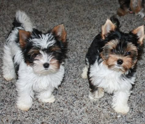 PUPPIES!  Check out more cute puppies at our Facebook page! www.Facebook.com/BeautifulPuppiesOnline Biewer Terrier, Biewer Yorkie, Tiny Puppies, Yorkshire Terrier Puppies, Terrier Puppies, Yorkie Puppy, Poodle Puppy, Best Pictures, Sweet Dogs