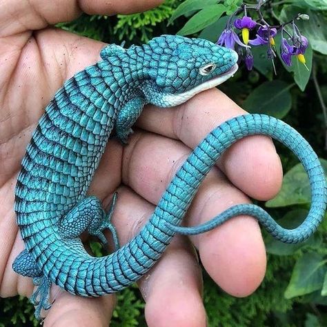 Earless monitor lizard and other real life mini dragons - nature post - Imgur Alligator Lizard, Bizarre Animals, Blue Lizard, Cute Reptiles, Young Animal, Baby Dragon, Reptiles And Amphibians, Animal Tattoos, Gecko