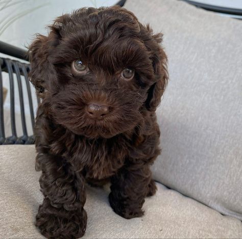 Dark Brown Cockapoo, Maltipoo Chocolate Brown, Black Cavapoo Puppies, Chocolate Cavoodle, Chocolate Maltipoo, Chocolate Cavapoo, Lagoto Romanjolo, Toy Cavapoo, Black Cavapoo