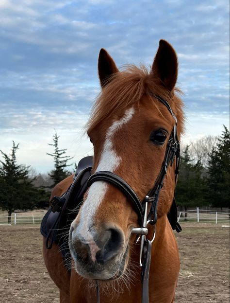 Orange Horse Aesthetic, Chestnut Pony, How To Ride A Horse, Chestnut Horses, Country Horses, Ride A Horse, Horse Riding Equestrian, Shetland Pony, American Quarter Horse