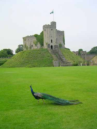 Cardiff Castle by Red Horse, via Flickr castle keep inside Cardiff castle. so beautiful Welsh Castles, Cardiff Castle, Castle Photo, British Castles, Red Horse, Castle Mansion, Famous Castles, Cardiff Wales, Wales Uk