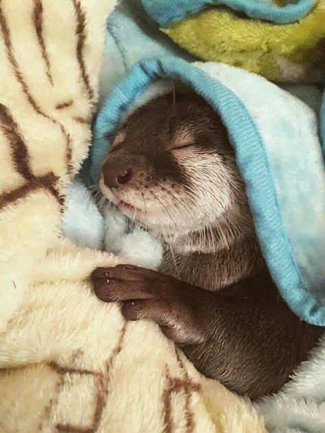 Sleeping Otter, Immagini Grinch, Otter Animal, Baby Giraffes, River Otters, Baby Otter, Cats White, Tiger Cubs, White Tigers